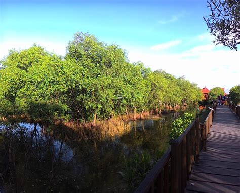 Hutan Mangrove Wonorejo - Wikipedia bahasa … - raincitystudios.com