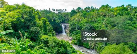Hutan musiman Nusa Tenggara - Wikipedia bahasa Indonesia, … - raincitystudios.com