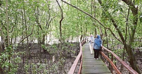 hutan paya bakau | Awani - raincitystudios.com