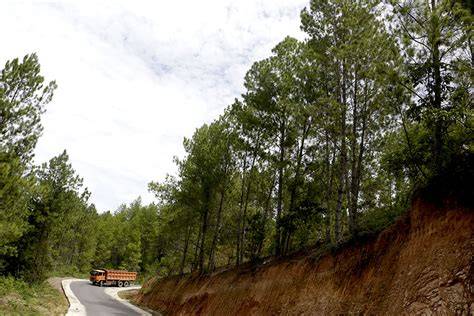 Hutan Pinus Aceh dan Ancaman Perambahan - raincitystudios.com