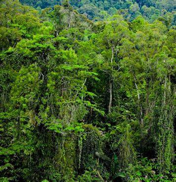 Hutan primer - Wikiwand - raincitystudios.com