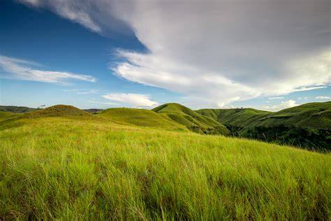 Hutan sabana di Indonesia dapat ditemukan di wilay... - Roboguru - raincitystudios.com