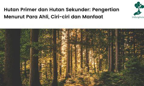 Hutan Sekunder : Pengertian, Ciri danFungsi - raincitystudios.com