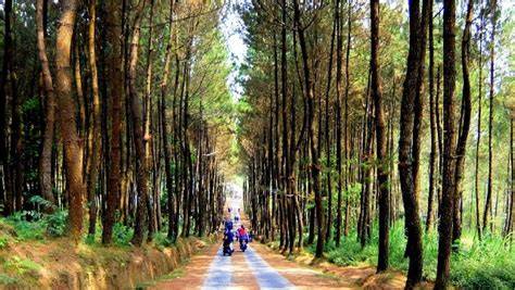 Hutan wisata pinus di Bali - ANTARA Foto - raincitystudios.com
