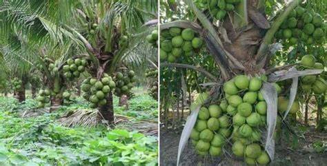 Hybrid Coconut Cultivation; Yield; Varieties for Profit - Agri Farming - raincitystudios.com