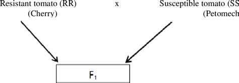 HYBRIDISATION BETWEEN CHERR Y TOMATO (SMALL FRY) AND …