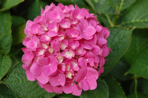 HYDRANGEA MACROPHYLLA