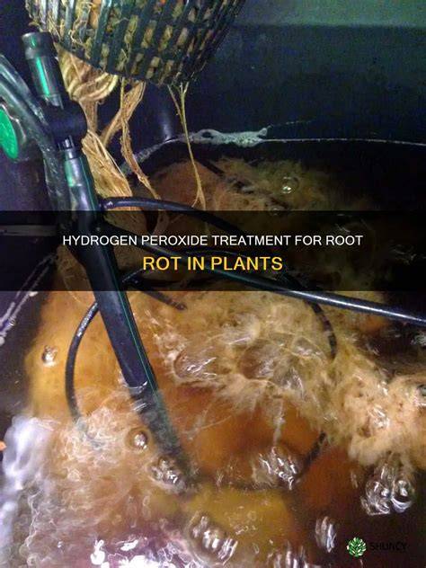 Hydrogen Peroxide for Root Rot: Treatment - raincitystudios.com