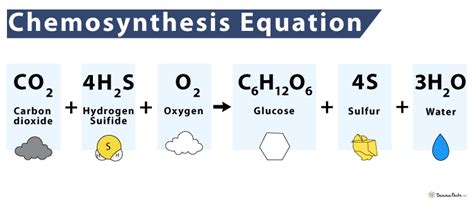 Hydrogen sulfide chemosynthesis - muktibox.com