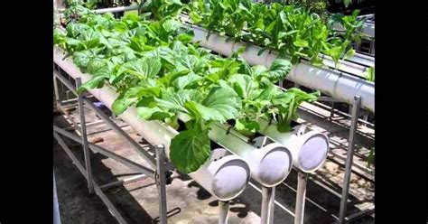 Hydroponic Farming: Guide for Beginners and Experts - raincitystudios.com