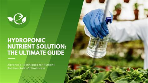 Hydroponic Nutrient Solution - The Essential Guide - wintechmobiles.com