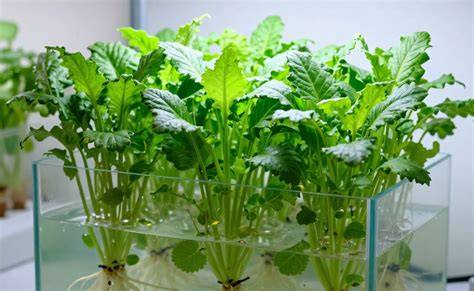 Hydroponics 101 for Small Spaces - raincitystudios.com
