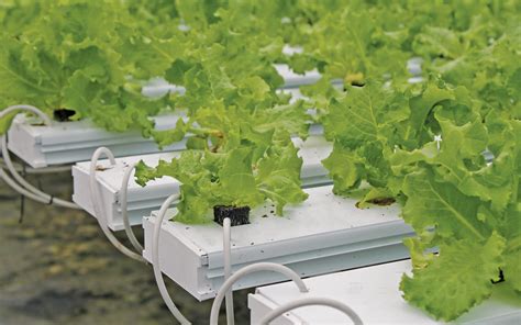 Hydroponics Growing System - Vertical Planter with Grow Light - raincitystudios.com