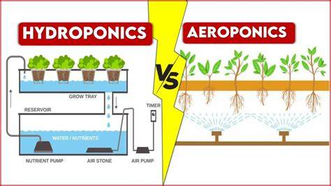 Hydroponics vs Aeroponics: A Comparative Review - raincitystudios.com