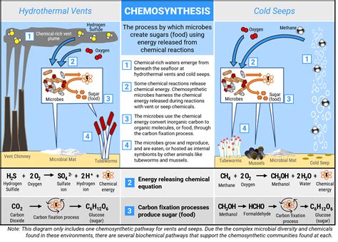 Hydrothermal Vents: Chemosynthesis & Deep-Sea Life - muktibox.com