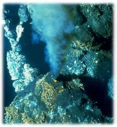 Hydrothermal Vents Flashcards | Quizlet - raincitystudios.com