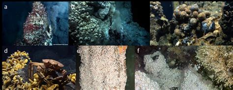 Hydrothermal Vents Species - muktibox.com