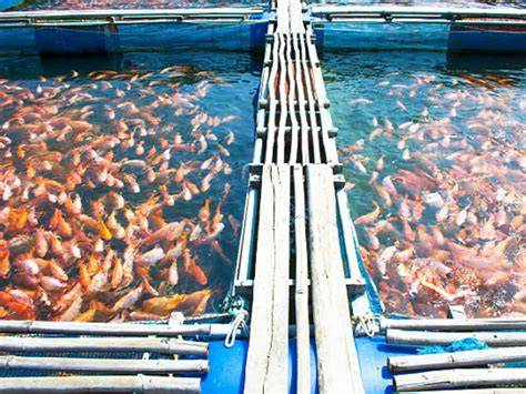 Hyper-intensive fish farming - Responsible Seafood … - raincitystudios.com