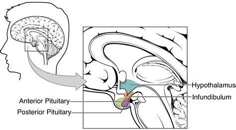 Hypothalamus Pituitary Gland Diagram - muktibox.com
