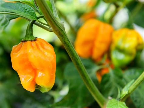 Habanero plants. Habanero pepper plant grow and care – shrub‎ of the genus Capsicum also known as Habanero pepper plant pepper or Chili pepper, Habanero pepper plant perennial evergreen but can … 