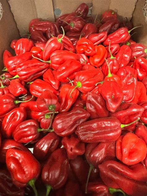 🔥 Habaneropeppers Onlyfans Leaked [PPV] 182 Vids