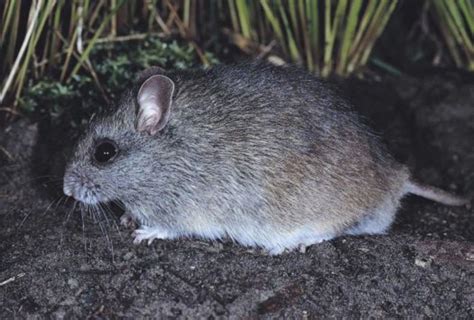 Habitat Identification for Hastings River Mouse.edited (1) …