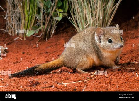 Habitat use by the brush-tailed mulgara (Dasycercus blythi)