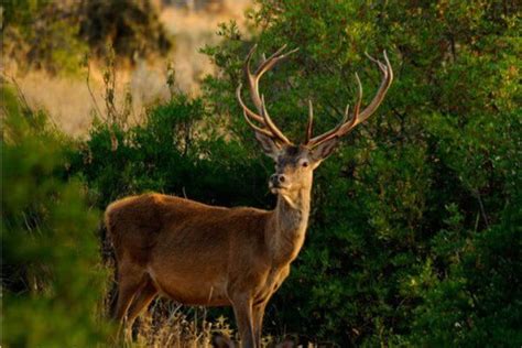 Habitat y alimentación del ciervo en ambiente mediterraneo. - Amerikanische festzug 13. ausgabe manuelle antworten.