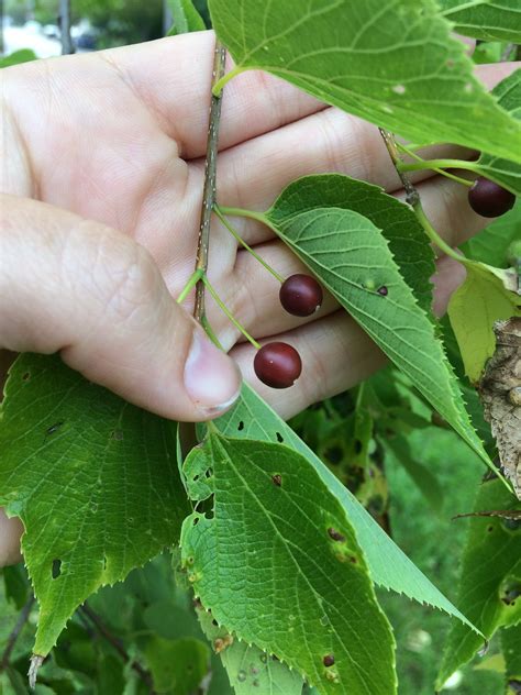 Hackberry tree uses. 19 thg 9, 2022 ... A southern relative of hackberry, Celtis laevigata, is also called sugarberry. Indigenous peoples used the fruits medicinally and as long-term ... 