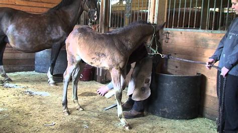 Hackney Horse foal Magics 1st farrier visit - YouTube