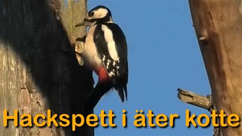 Hackspett äter kottar