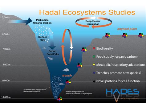 Hadal zone definition and example.  Deep-sea trenches provide conditions sim...