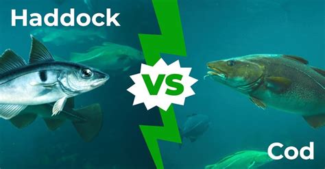 Haddock vs Cod - 5 Main Differences Explained - AZ …