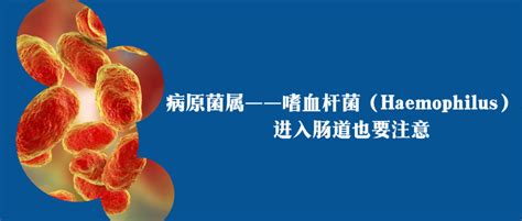 Haemophilus嗜血杆菌感染 - 传染病 - MSD诊疗手册专业版