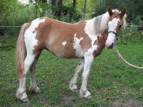 Color. N/A. Height (hh) N/A. This is a 5 year old, 13.2 hand, draft cross pony! Under saddle he is safe for anyone to ride and has been used as a trail horse. He is certainly more…. View Details. $5,800..