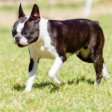  The Haggerty spot is a small area of colored hair located on top of a Boston Terrier’s head that sits atop the dog’s blaze (strip of white fur). The distinctive marking is linked to a specific genetic line of canines bred by the Haggerty family (hence the name) in the early 1900s. . 