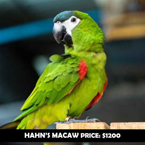 Hahns Macaw Price