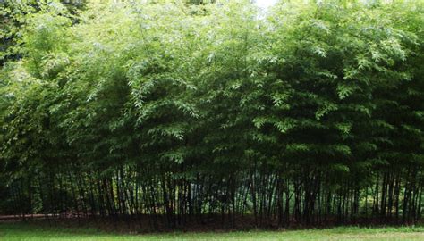 Haiku Bamboo Nursery