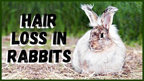 Hair Loss in Rabbits - Signs, Causes, Diagnosis, Treatment, …