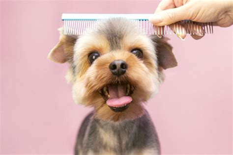 Hair Of The Dog Grooming & Day-Camp Rockton IL