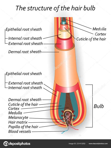Hair bulbs. The hair root ends deep in the dermis at the hair bulb, and includes a layer of mitotically active basal cells called the hair matrix. The hair bulb surrounds the hair papilla, which is made of connective tissue and contains blood capillaries and nerve endings from the dermis (Figure \(\PageIndex{1}\)). Figure \(\PageIndex{1}\): Hair. 