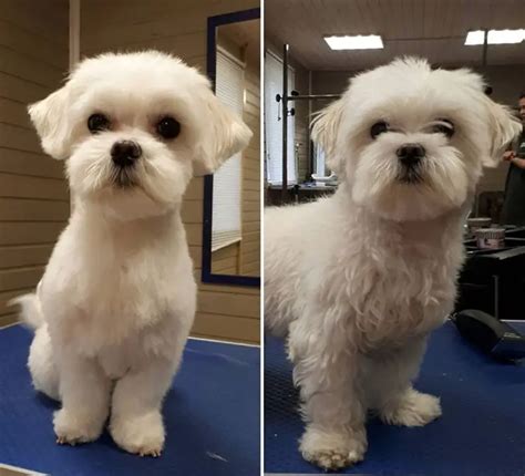 Go to source. 2. Bathe your Maltese with a mild shampoo and conditioner made for dogs. You may need to bathe a playful puppy once a week, while a calm, older dog will only need a monthly bath. [3] Wash its hair like it's your own, only be very gentle! Don't forget to clean your pup's face with a washcloth. 3..