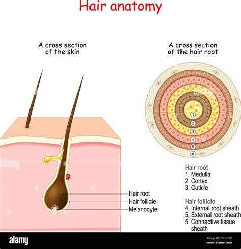 Thin skin with cross-sections of hair follic