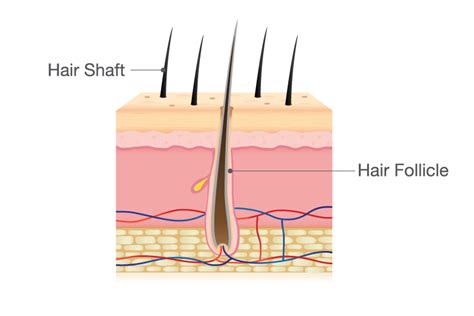 Hair shaft definition of hair shaft by Medical dictionary