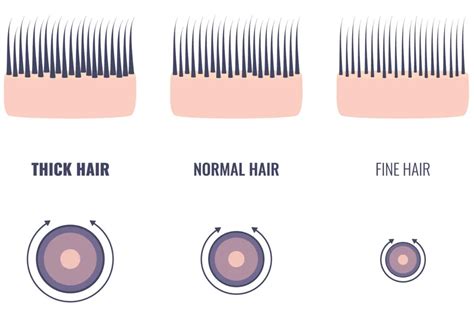Hair thickness. Aug 20, 2021 · Thick hair is when there’s a lot of hair per square inch of scalp (either due to width or follicle count). Thin hair is the opposite. First things first, thick hair doesn’t necessarily mean ... 
