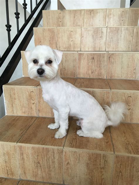 Haircuts for maltese dogs. Feb 9, 2022 · Top 10 Maltese Cut and Hairstyle. 01. Short Cut. Some owners prefer a haircut that's easier to maintain. One of the Maltese dogs' haircuts you can try is a curly or crew cut. It's super cute and easy to take care of, as it only needs to be done once every six weeks. 