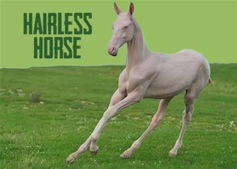 Hairless Horse Description, Diet, Speed, Cubs & Facts.