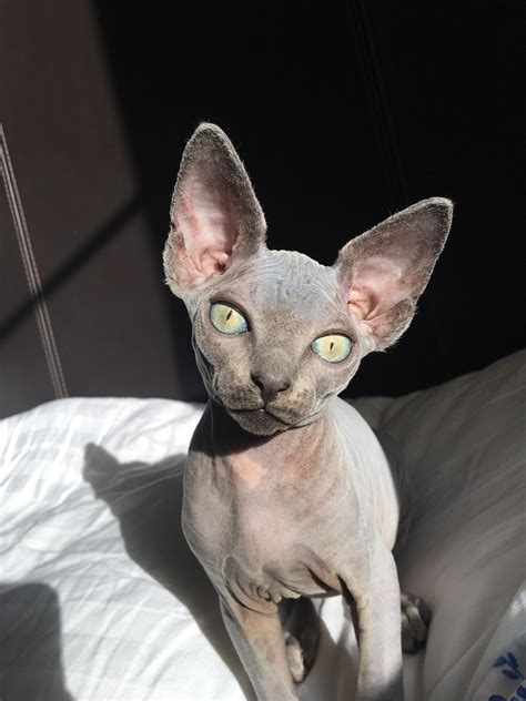 Hairless cat rescue. Feb 24, 2019 · Luna 24-02-28-00403. Domestic Cat. Luna is a spunky, spirited girl who was adopted from a shelter. She was abandoned to our care and is now looking... » Read more ». Sedgwick County, Wichita, KS. Details / Contact. 1 of 4. 