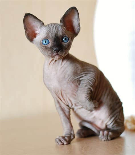 Sphynx Cat Information. The Sphynx is a breed of hairless cat, the result of a natural genetic mutation. Some characteristics of the Sphynx include: Oily skin, which requires frequent attention. Friendly personalities. High degree of intelligence. Social, outgoing nature..