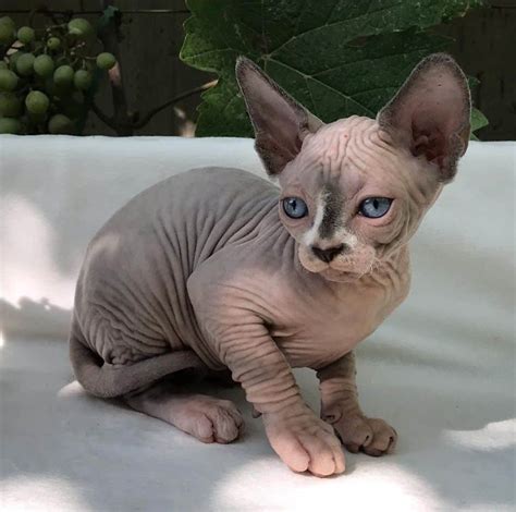 Hairless cats for sale. A Sphynx Kitten in Georgia has an average tag price of $1500-$2500. Some Breeders could even offer Sphynx Kittens for $3000 or even higher. The price would depend on many factors, such as the kitten’s lineage, its parents, its health, and the breeder’s reputation. 